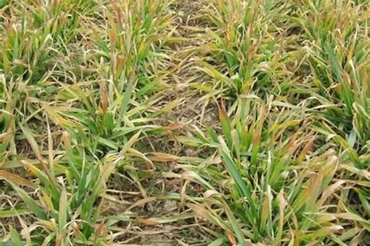 盆栽观叶植物怎样施叶面肥？