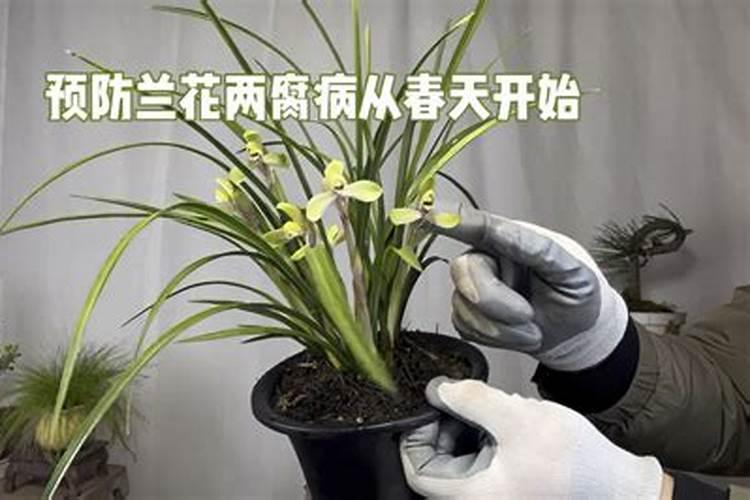 恶霉灵可以防止和治疗兰花烂根吗