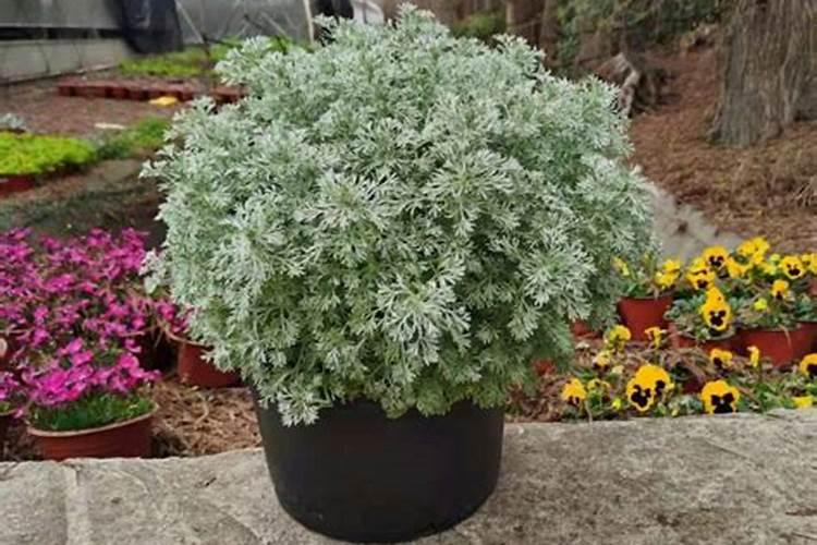 夏威夷果的种植技术