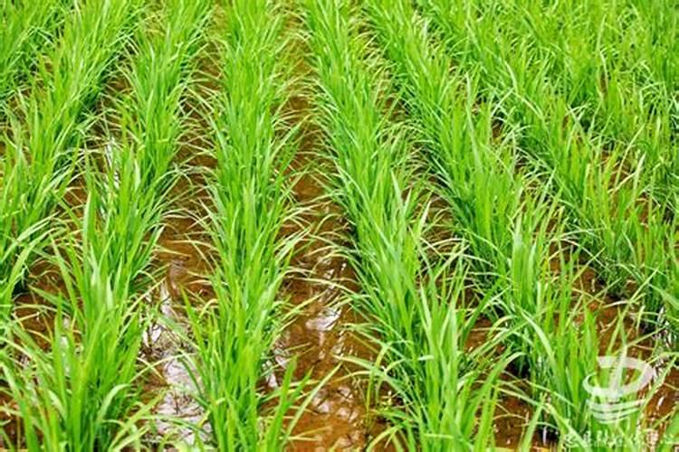 水稻氮肥过多该怎么办