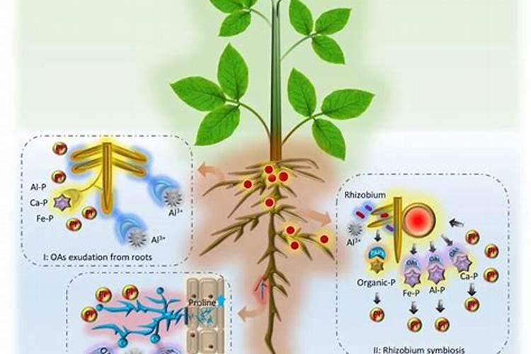 硝态氮和氨态氮的肥料有什么区别？