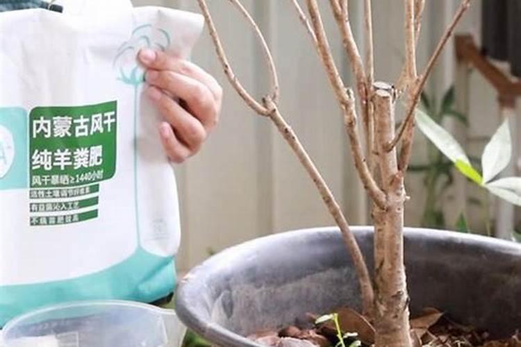 种香葱用什么肥料最好