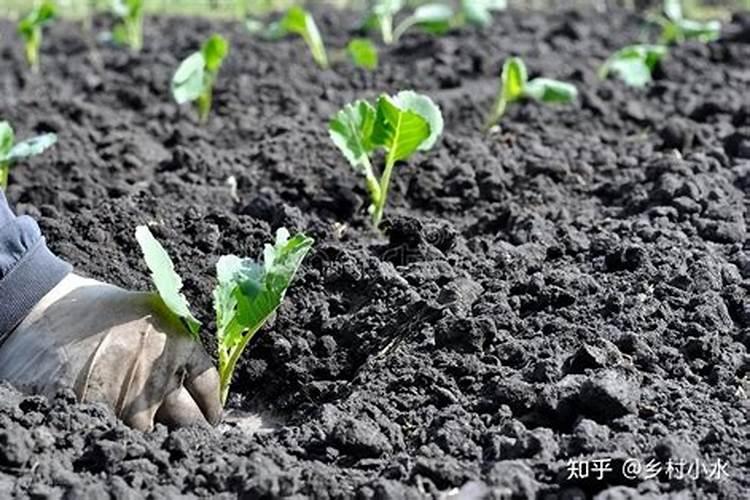 腐熟的花生壳有机肥含有哪些营养元素？