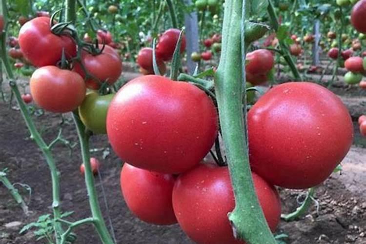 花生壳如何做饲料