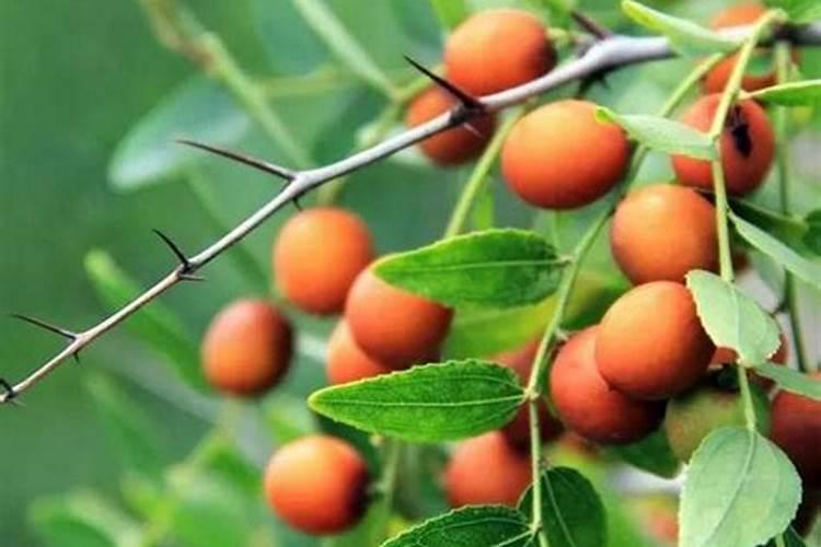 山楂树有几种追肥时期？