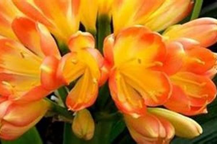 硝酸磷肥的含量及作用