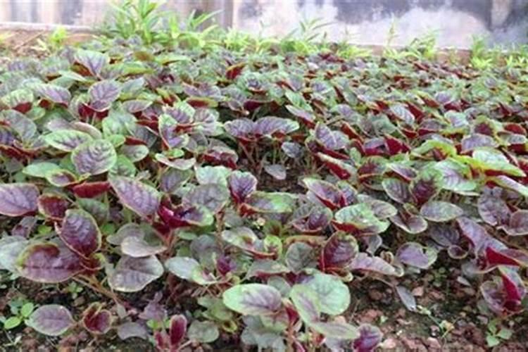 苋菜种植施肥要科学,苋菜种植该怎么科学施肥？