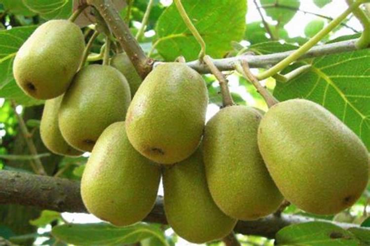 猕猴桃树死根活着什么原因呢