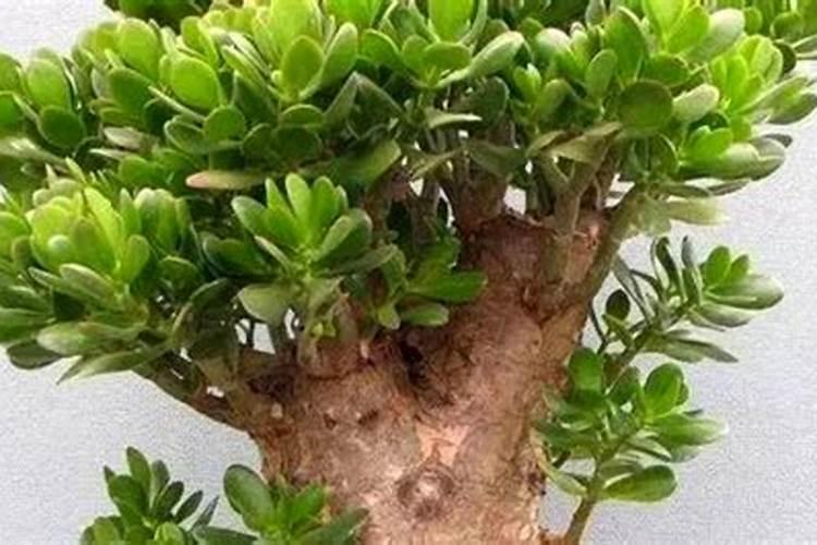 玉树怎么施肥枝干粗壮木质化