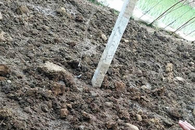 白芸豆种植技术与管理白芸豆种植方法