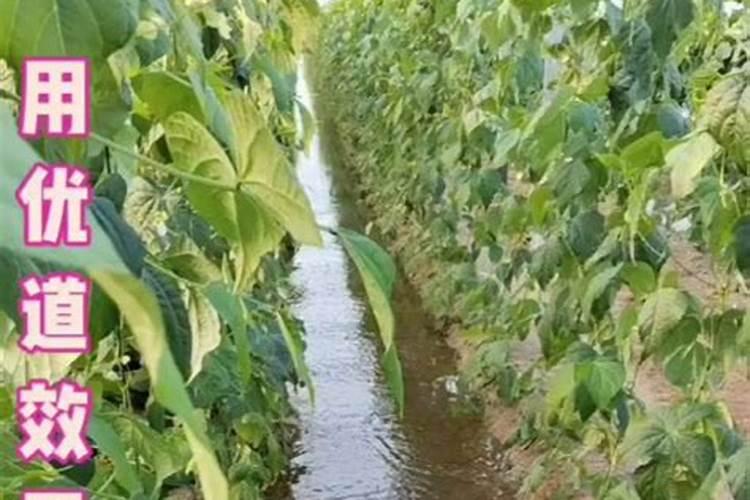 冬大棚芸豆定植后怎样管理