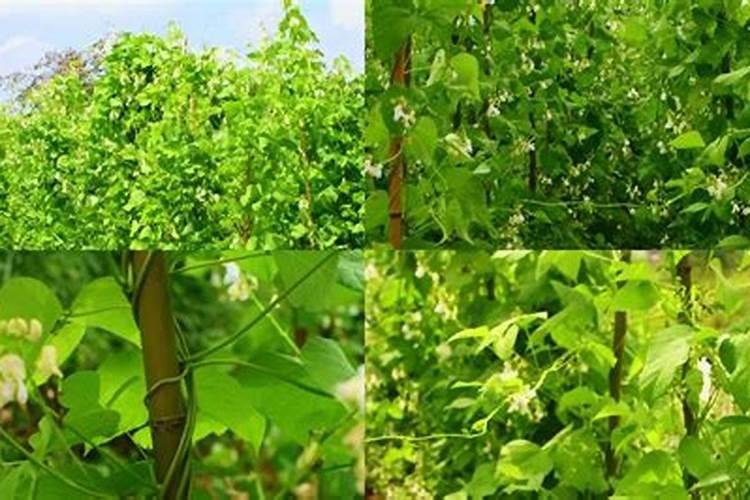 大棚芸豆结荚期需什么含量肥好