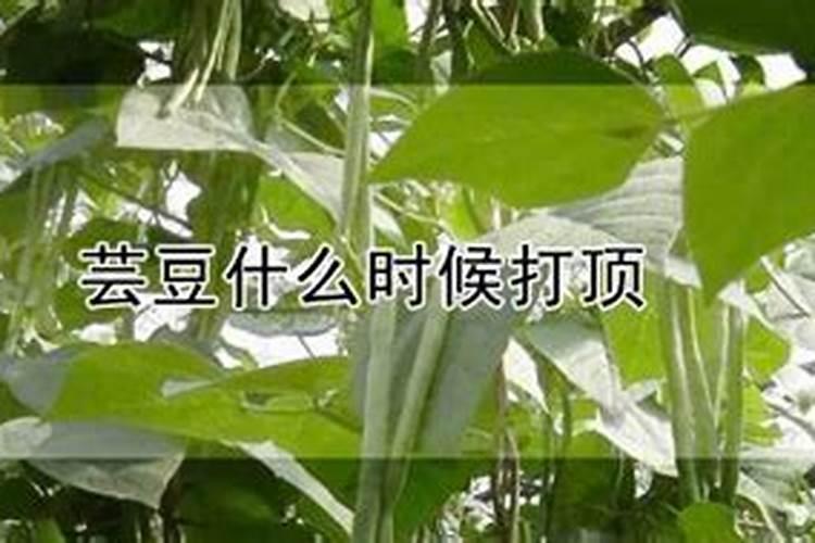 芸豆开花期还能打硼肥吗？