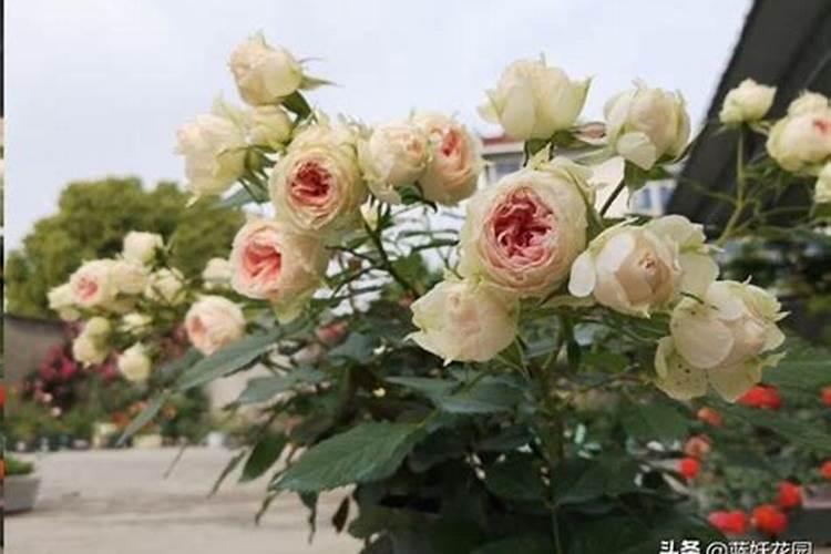 月季花如何追肥