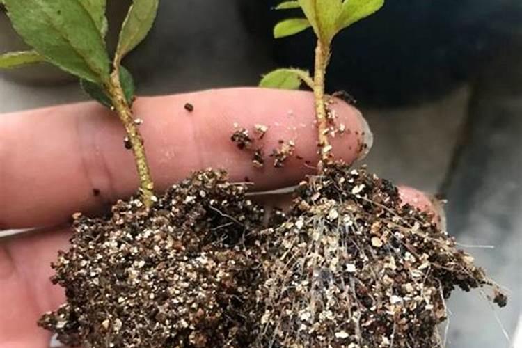腐植酸肥料的作用和使用方法,腐植酸是什么东西