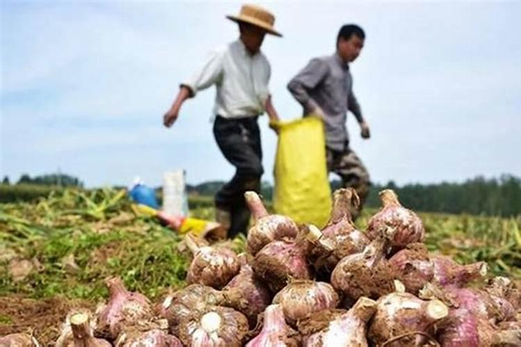 中国最大的氯化钾生产公司