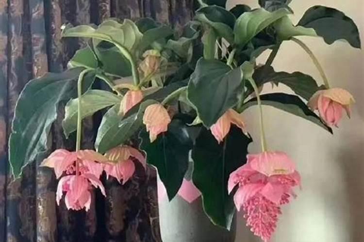 甜叶菊怎么种？化肥怎么上水怎么交？