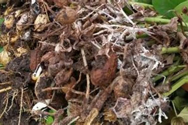 尿素可以当叶面肥使用吗？ 20%氰戊灭多威乳油高效杀死各种抗性害虫百度...