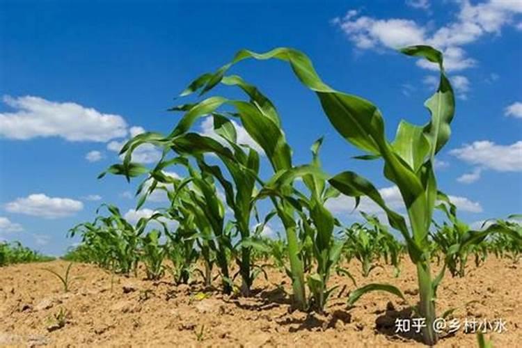 玉米施肥时间和方法