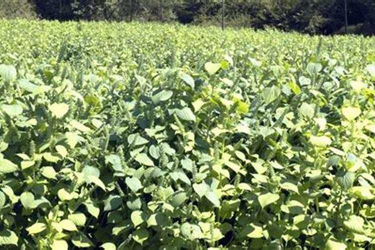 正在开花的蝴蝶兰需要施肥吗