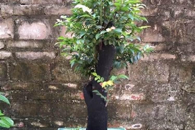 硼在自然界中的分布