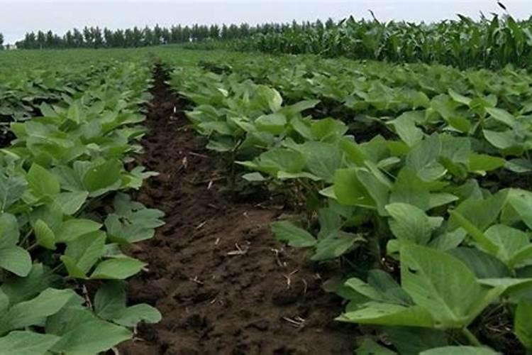 草木灰施肥是为了补充什么