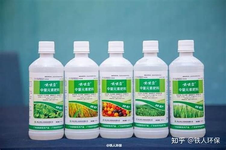 铁观音茶树寿命一般是多少年？