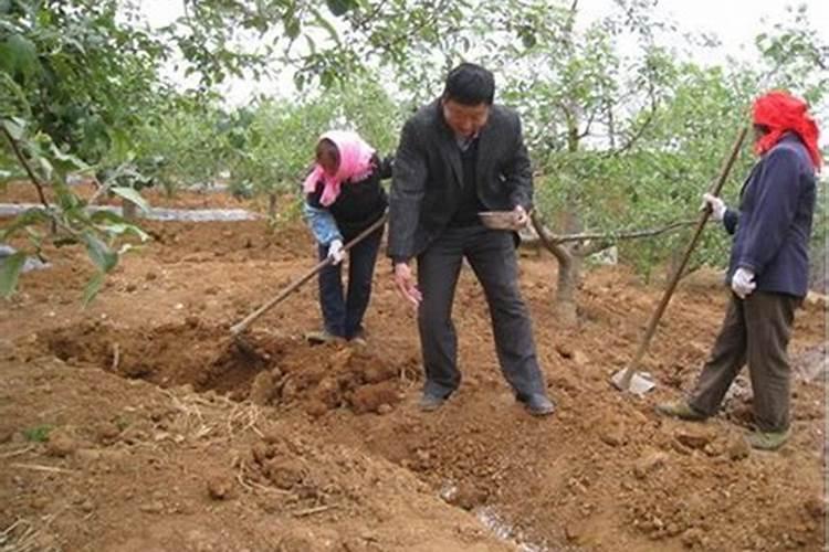 郁金香花开过后如何管理？还开花吗？