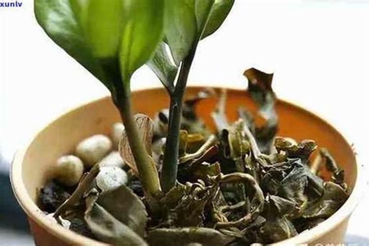 三个十五的复合肥和硝酸磷钾肥哪个肥效更好