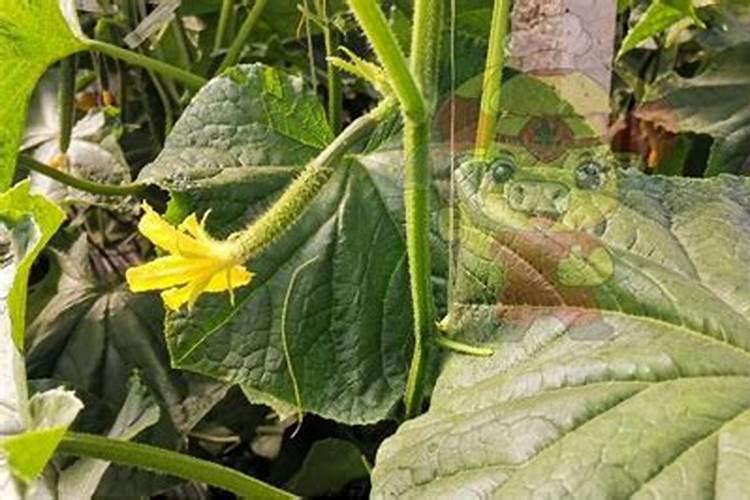 佛手瓜最好的肥料是什么？