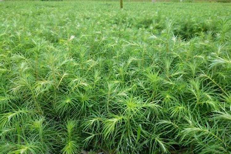 过磷酸钙的使用方法