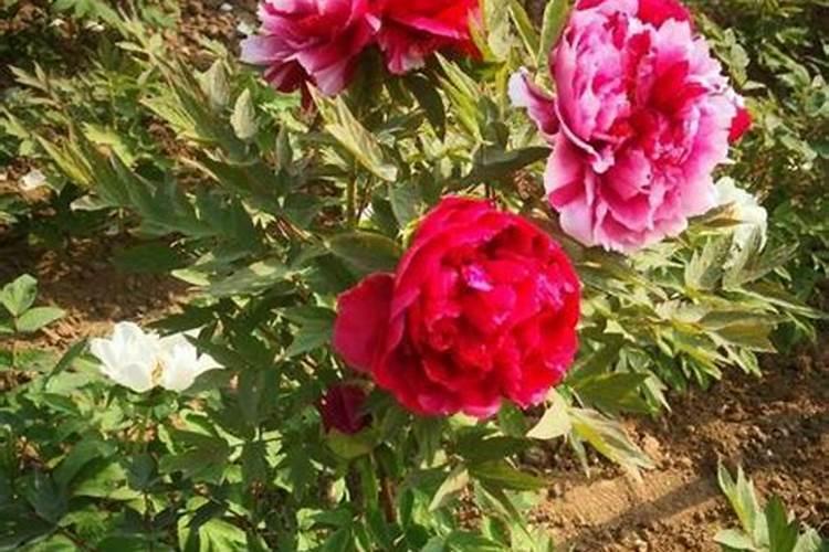 鱼蛋白肥料的功效与作用