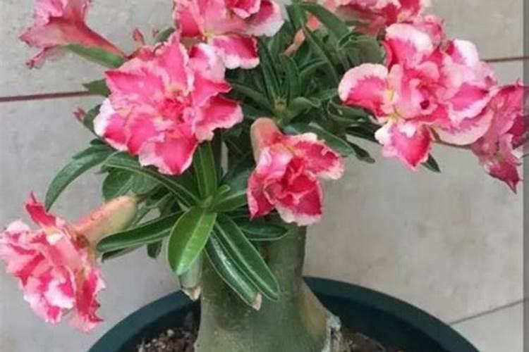 土地化肥施用太多会导致土壤板结,如何解决呢？