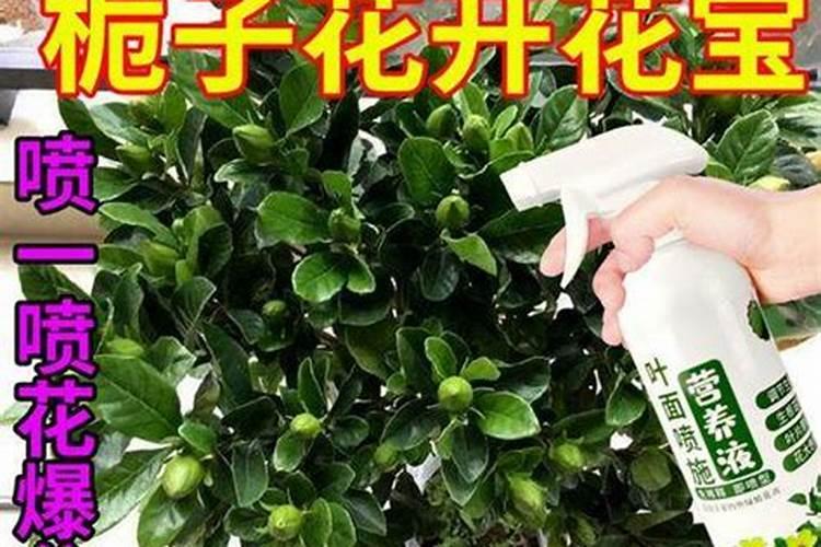 花卉氮磷钾的需求比例