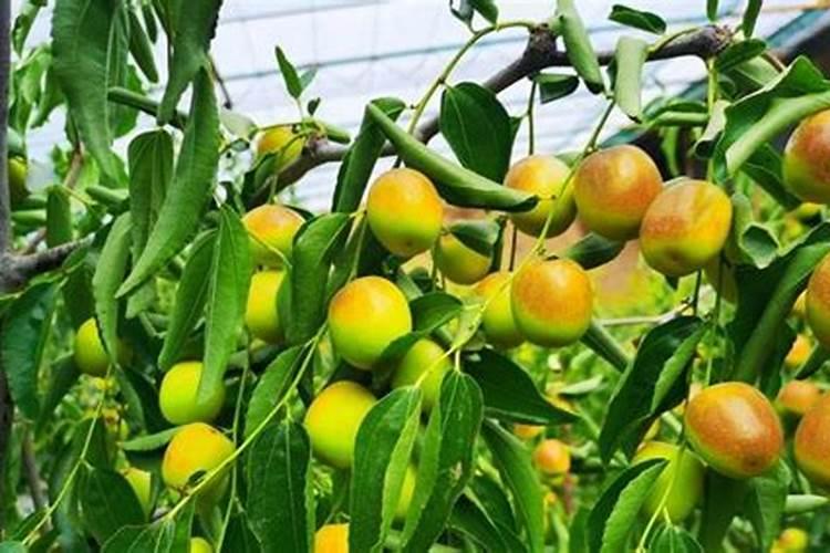 大葱施肥用什么肥料好(家里种植大葱用什么肥料浇最好)