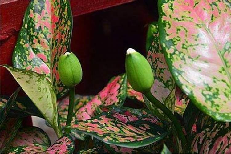 黄豆的生长过程 黄豆的生长过程是怎么样的