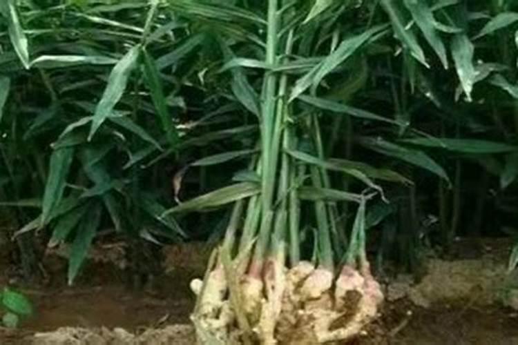 迷你矮珍珠如何种植？