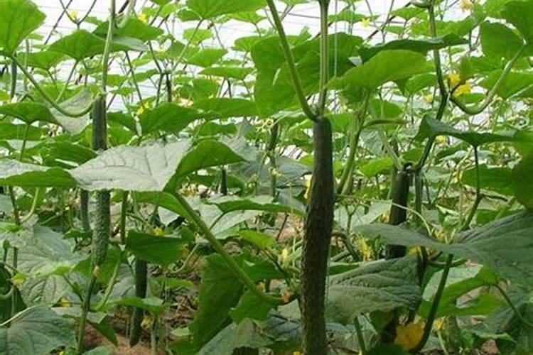 甜瓜亩产量多少斤