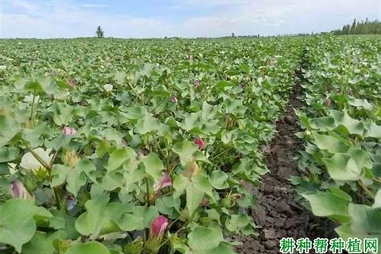 博洋八号甜瓜坐瓜40天了能浇水吗？现在有20天未浇了