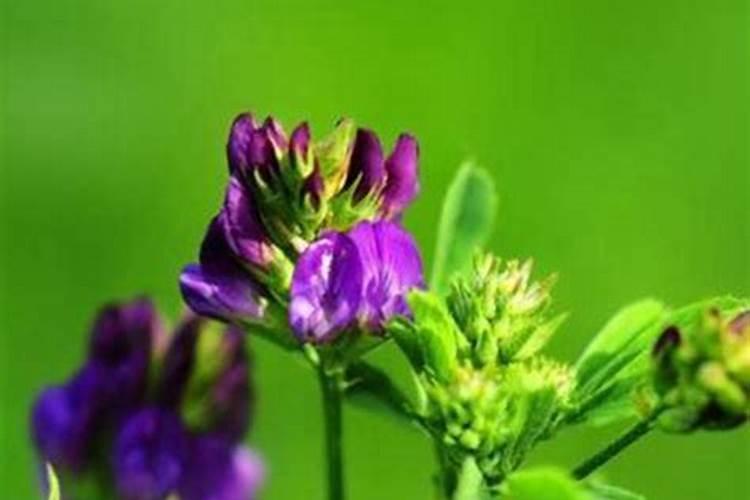 栽种一个月玫瑰适用高钾肥料还是高氮肥料