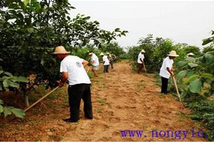 鱼蛋白对植物的作用