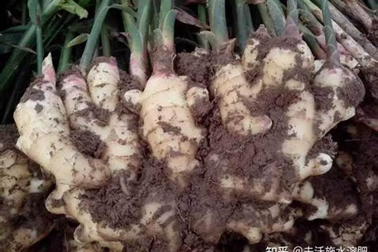 常见的三种复合肥