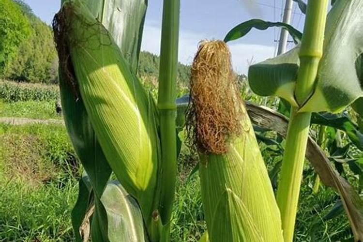 玉米开花后还要施肥吗 玉米开花后要不要施肥
