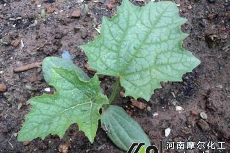 目前中国用于养鱼的陆生作物有哪些品种？如何种植和利用？
