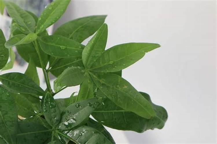 水稻亩用多少复合肥和尿素