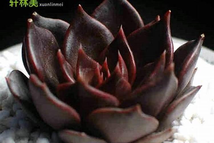 家有院子,建议大家栽软枣果树,比无花果树强,香甜多汁营养多