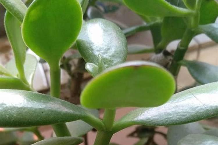 在家释迦怎么种植 在家种植释迦的方法