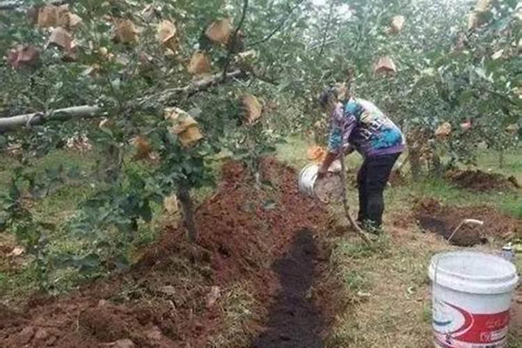 有机肥怎么使用