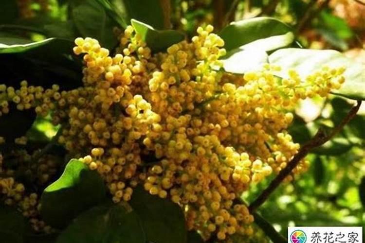 复合肥能不能给花上肥？