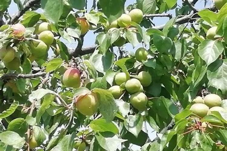芒果结果期怎么施肥果大果甜？芒果果期如何管理能提高耐存储性